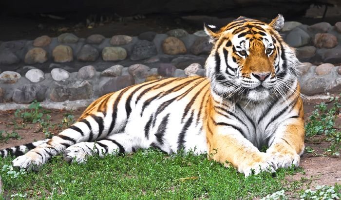 Jaipur zoo 